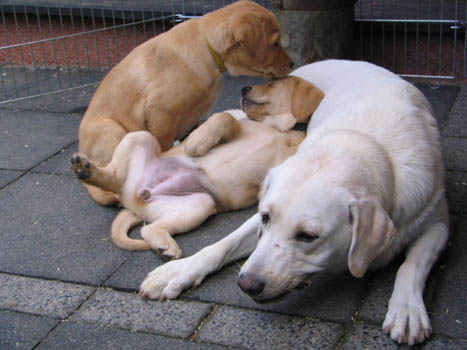 Kopie (1) von IMG_0333